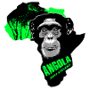 Angola - Chimpanzés