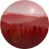 Sunset in pine forest