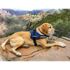Wanderhund Lasko