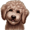 Labradoodle Pudel Vierbeiner Hundefreund