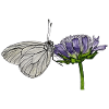 Butterfly Flower Tree White Entomologist