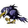 Guili the grumpy raven