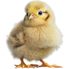 Super cute chick