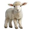 Super sweet lamb