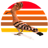 Hoopoe Bird Illustration