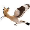 Hoopoe Bird Illustration