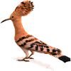 Hoopoe Bird Illustration