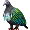 Crane Pigeon Illustration
