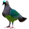 Crane Pigeon Illustration