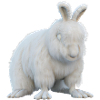Lapin Angora moelleux
