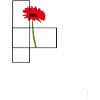 Real Ofwhite rose