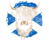 Scottish Highlands Highland Cattle Highland Cow