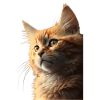 Cute cat