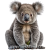 Super Cute Koala Bear