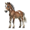 Méga mignon bébé cheval