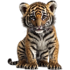 Mignon bébé tigre