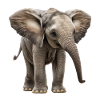 Méga mignon bébé éléphant