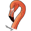 Flamingo - Head