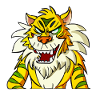 Exe the grumpy tiger