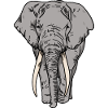 African elephant