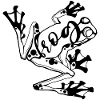 Frog // Illustration