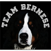 Bernese Mountain Dog