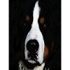 Bernese Mountain Dog