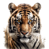 Bengal tiger