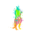 Suricates Splash Art Surikate