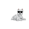 West Highland White Terrier Westie