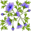 Fleur