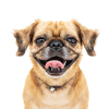 Glücklicher lachender Hund