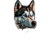 Papa Husky sibérien