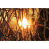 Frost
