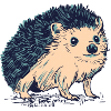 Petit hérisson bleu