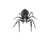 Spider Lover Gifts