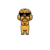 Stolzer Cockapoo Papa