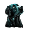 Labrador hand-drawn
