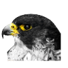 Wanderfalke Peregrine Falcon Falke