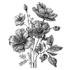Black sketch of wildflowers