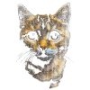 Cute little cat tiger