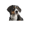 Grand Bouvier Suisse