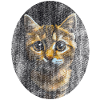 chaton chat mignon mignon