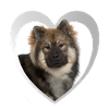 Eurasier Herz - Jeg elsker Eurasier