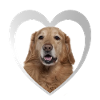 Hovawart Heart - J’aime Hovawart
