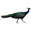 Peacocks are wonderful birds