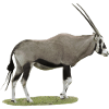 Oryx, le chamois sud-africain
