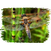 Dragonfly is a flying artist.