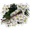 Dragonflies are flying artists