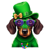 Saint-Patrick teckel Viennois Trèfle